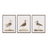 Wandering Birds Study, Set Of 3
