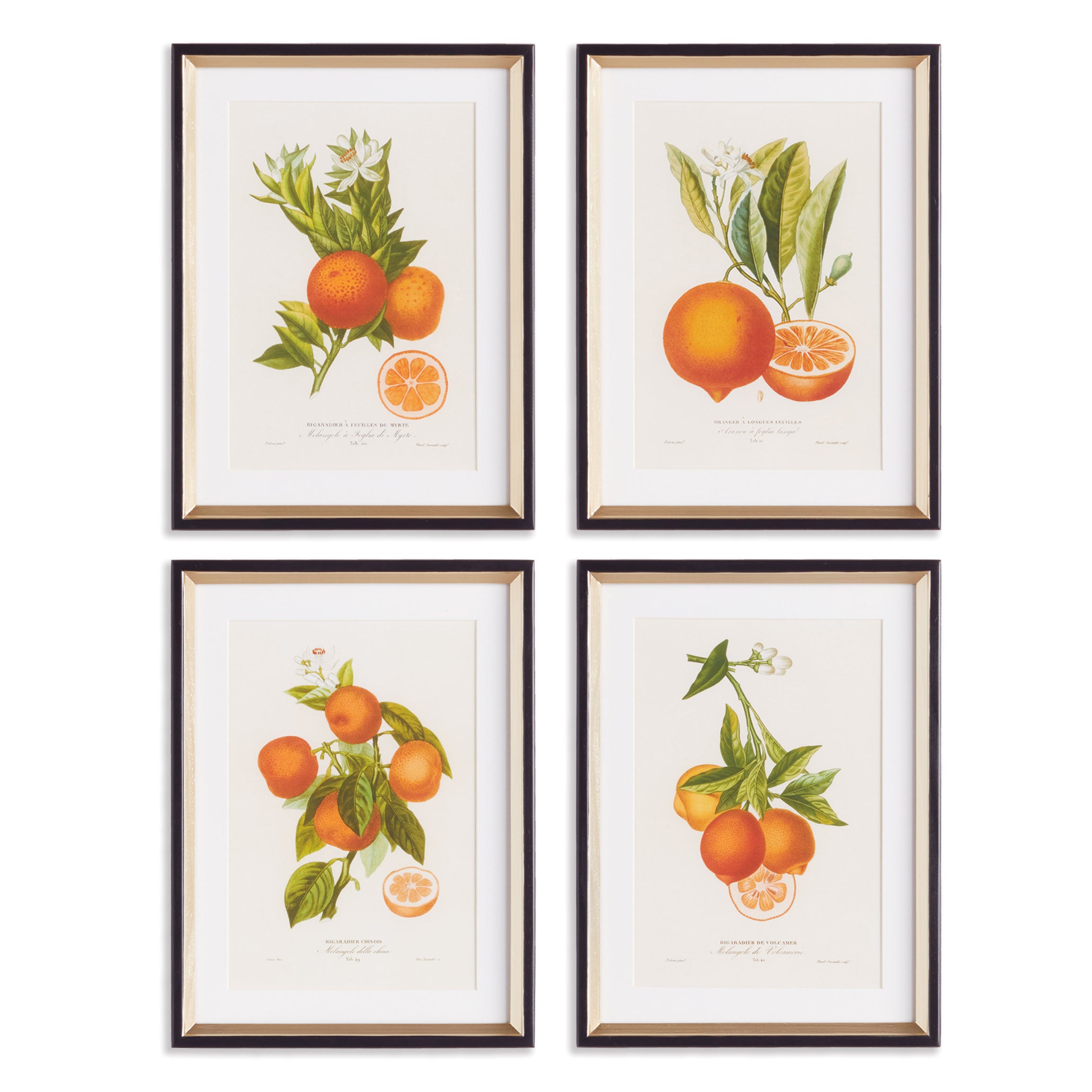 Citrus Cuttings Study, Set Of 4