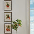 CITRUS CUTTINGS STUDY, SET OF 4 - view 2