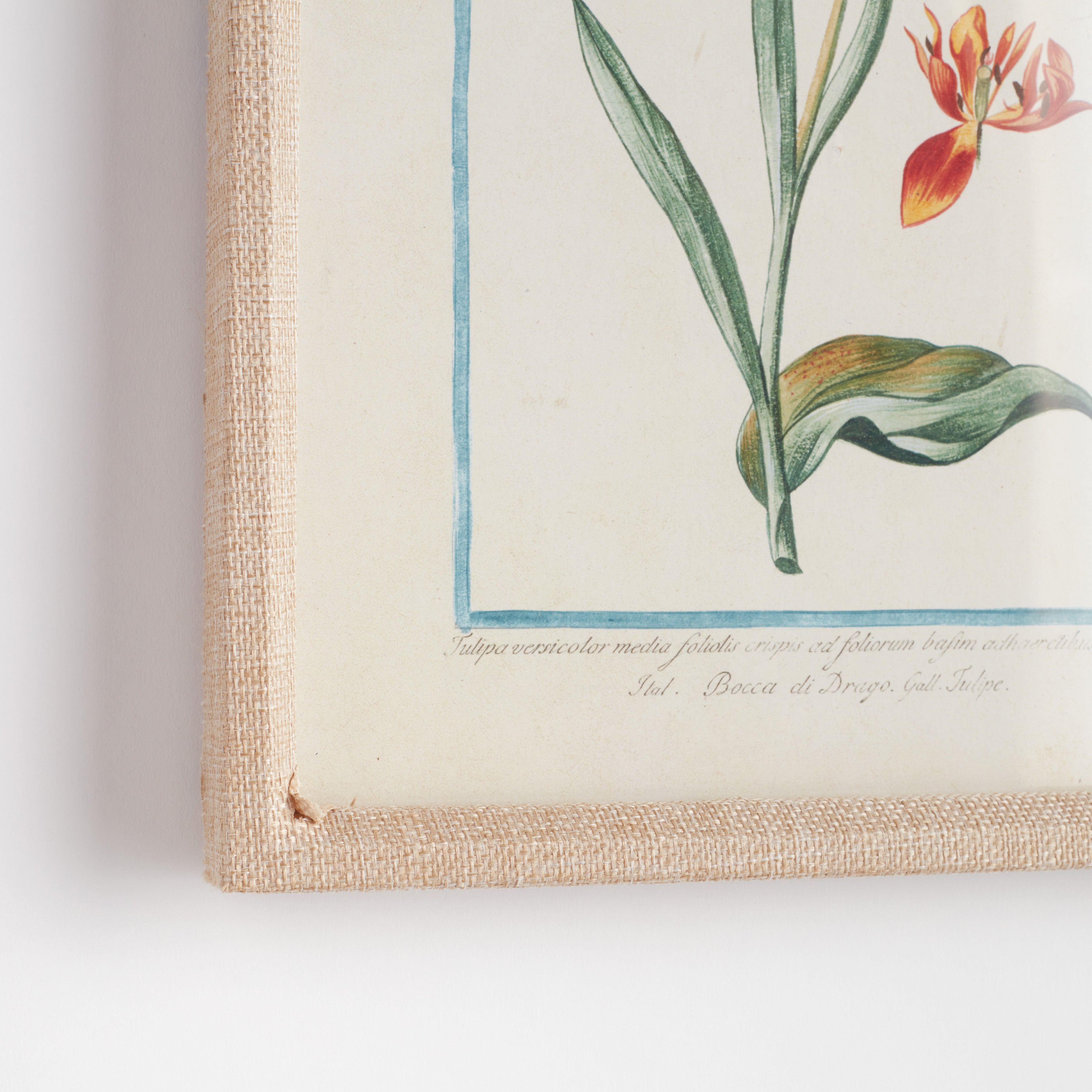 DAINTY FLORA & FAUNA STUDY, SET OF 9 - view 2