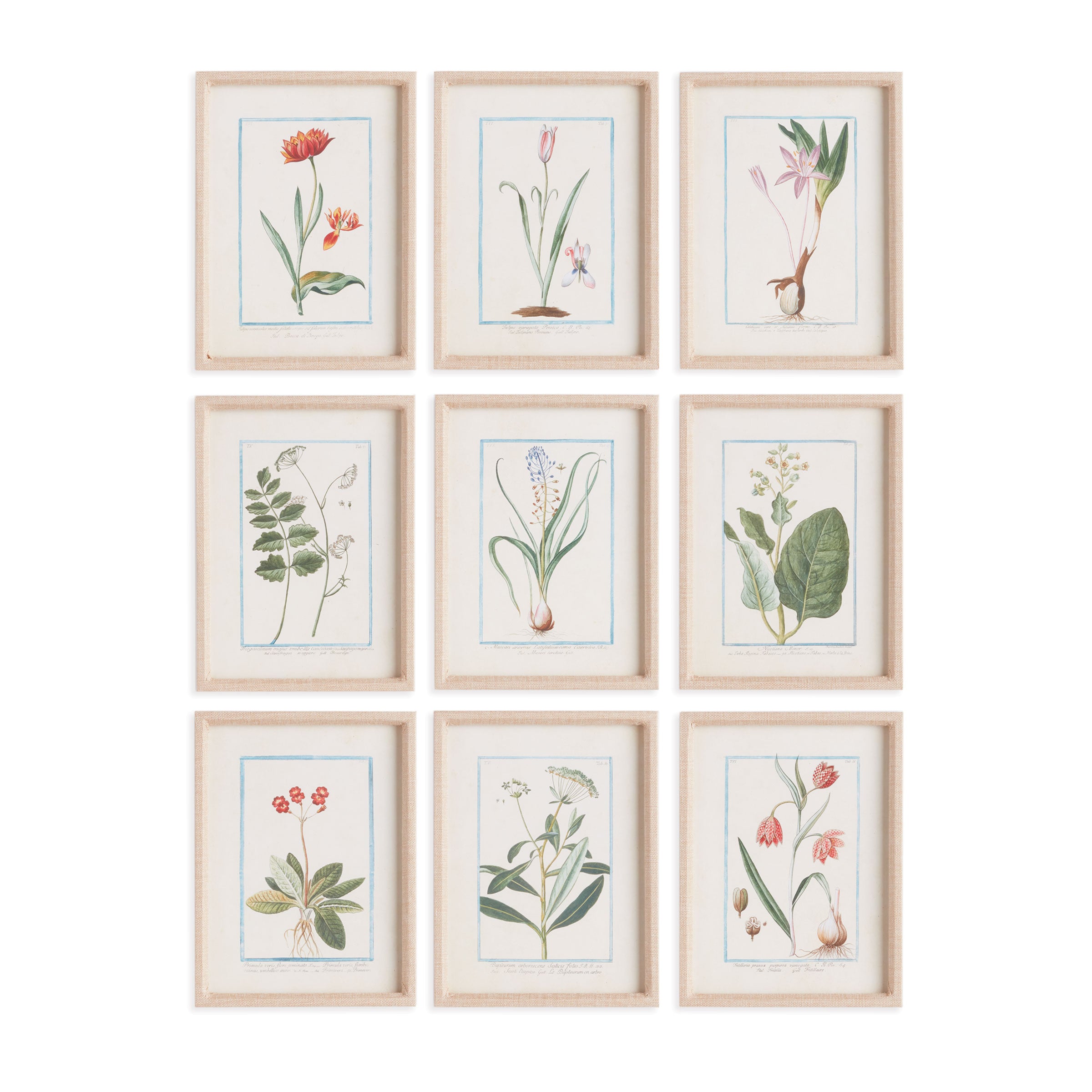 Dainty Flora & Fauna Study, Set Of 9