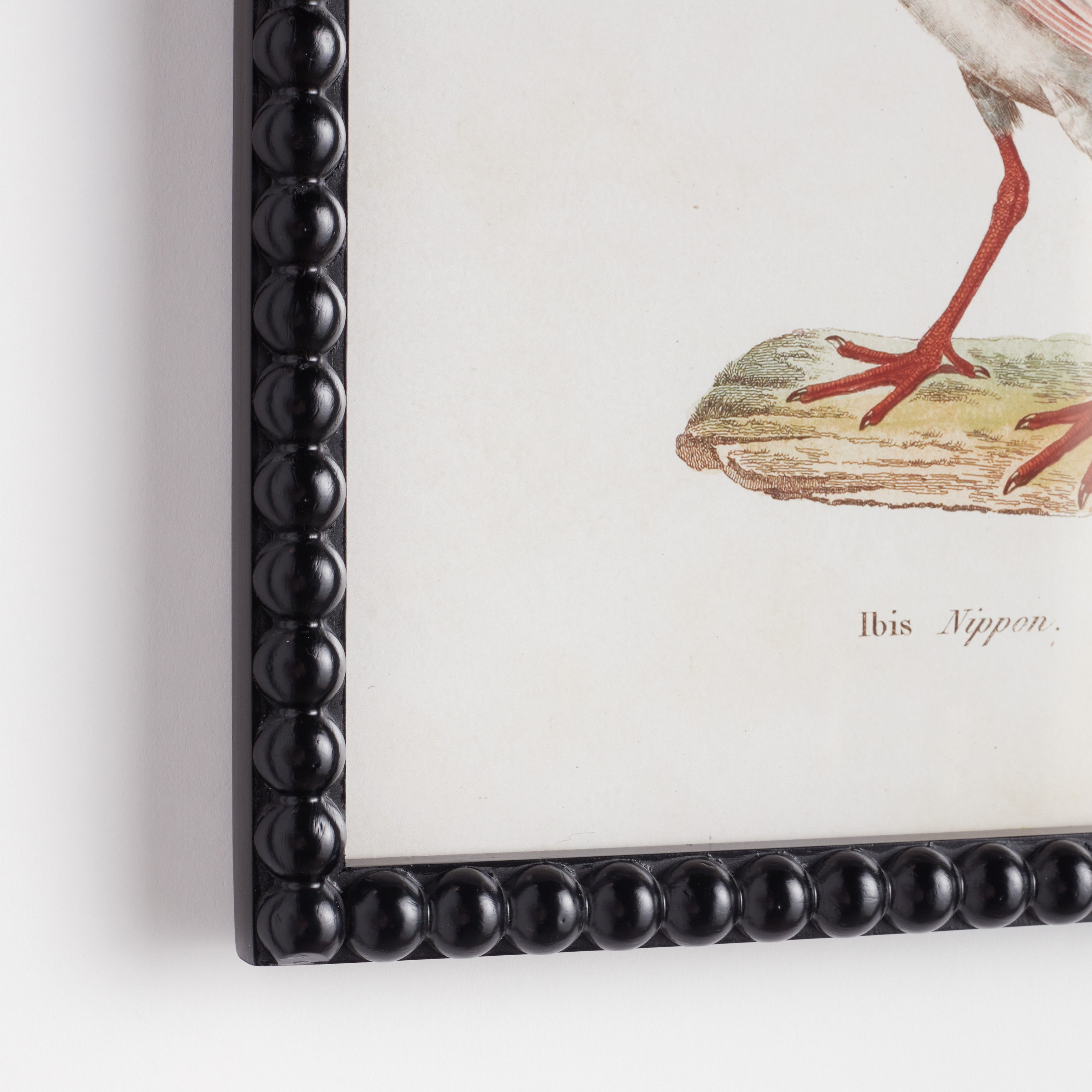 AQUATIC BIRDS STUDY, SET OF 9 - view 2