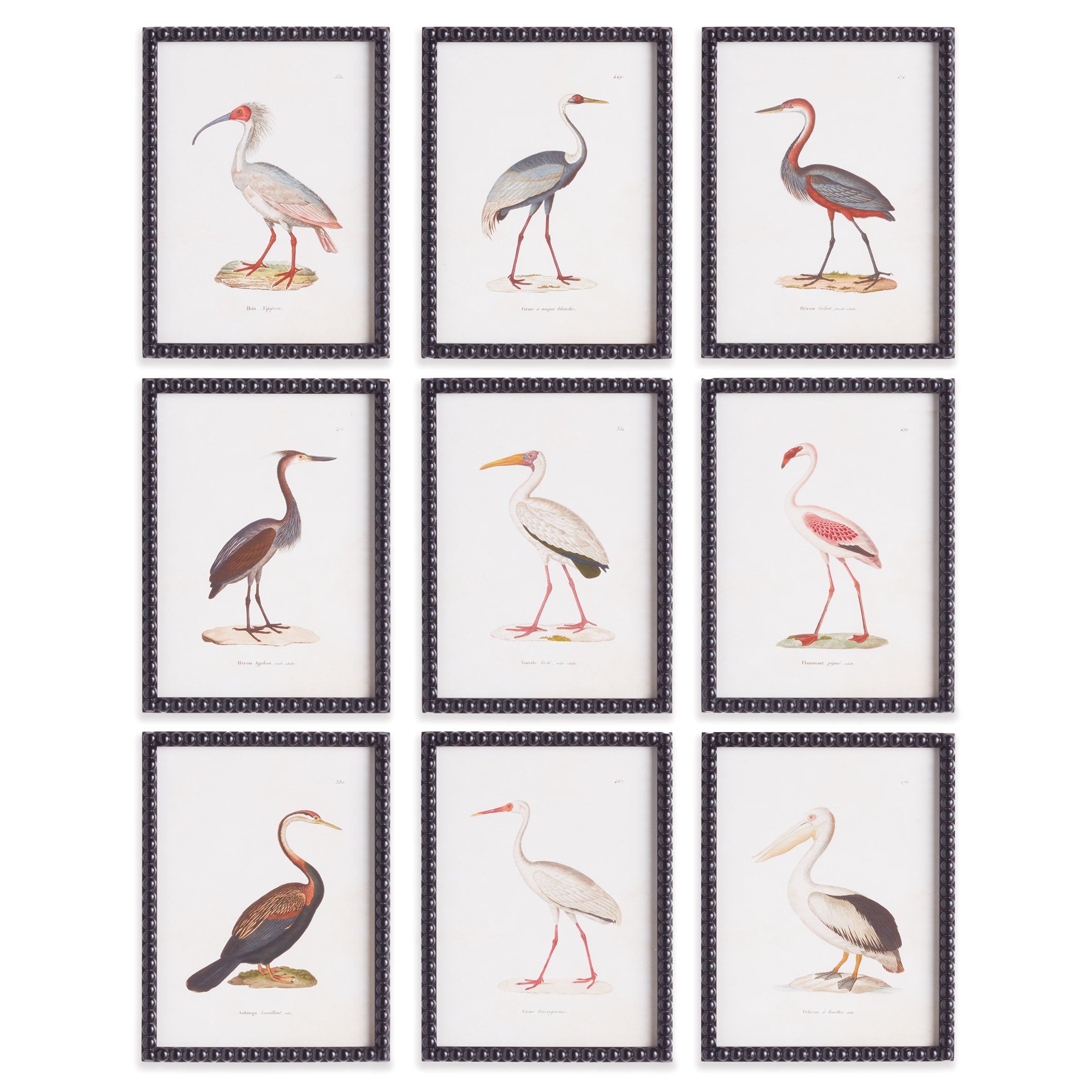 Aquatic Birds Study, Set Of 9