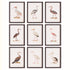 AQUATIC BIRDS STUDY, SET OF 9
