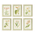 Assorted Blooming Plant Study St/6