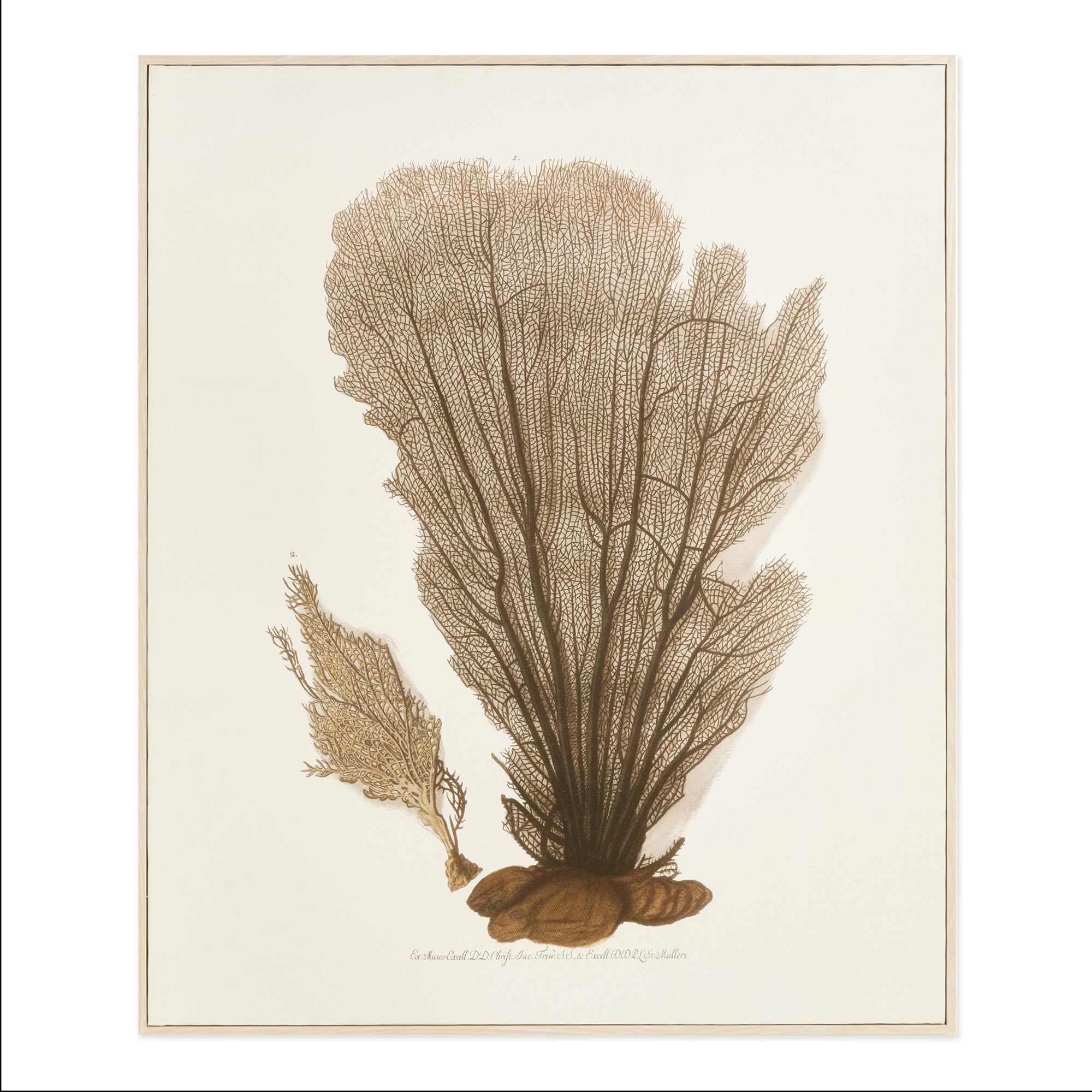 Coral Fan Giclee