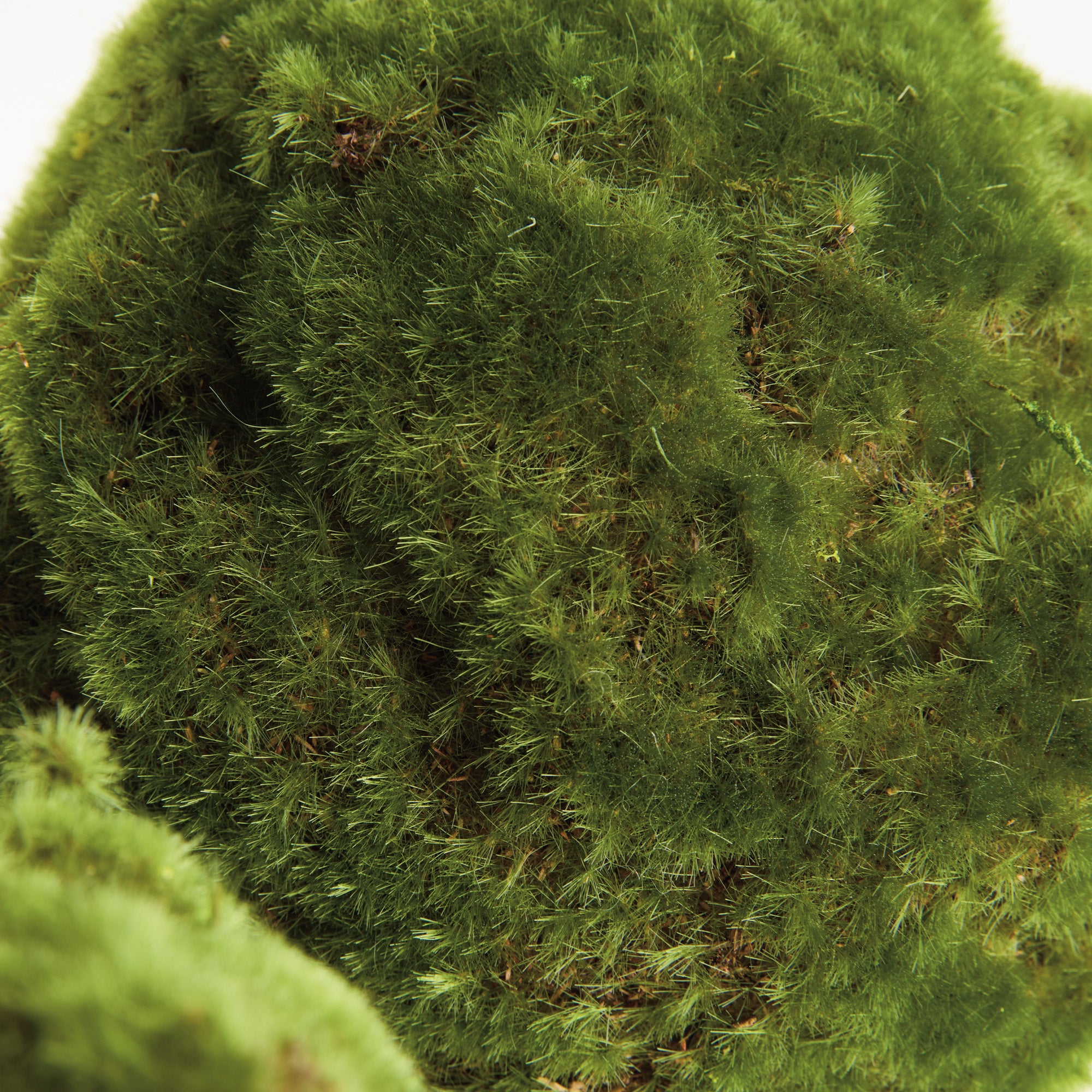 Moss Orbs 7" St/3 - View 4