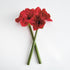 Amaryllis Stems St/2 - View 2