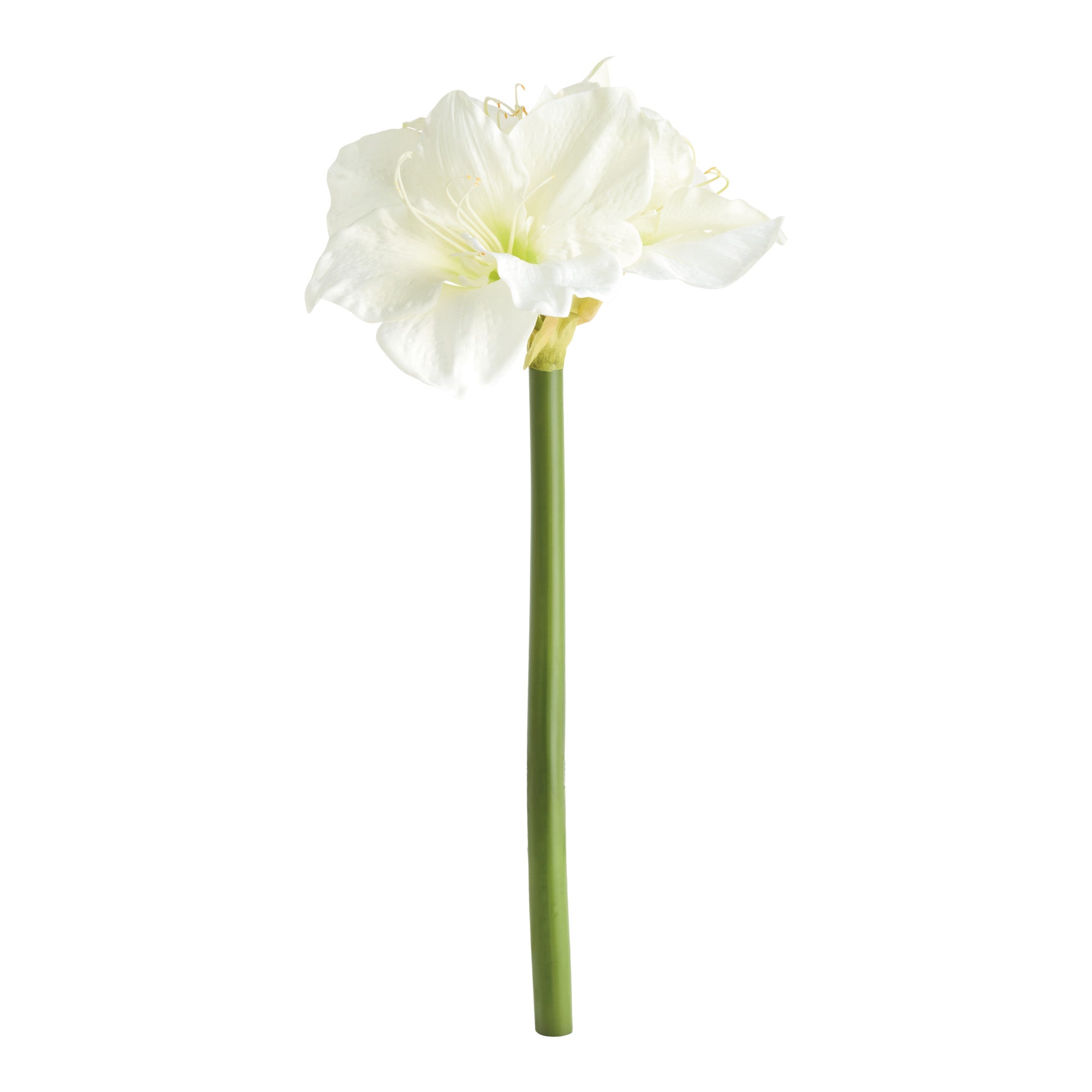 Amaryllis Stems St/2