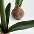 Amaryllis Bulb St/2 - View 4
