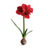 Amaryllis Bulb St/2