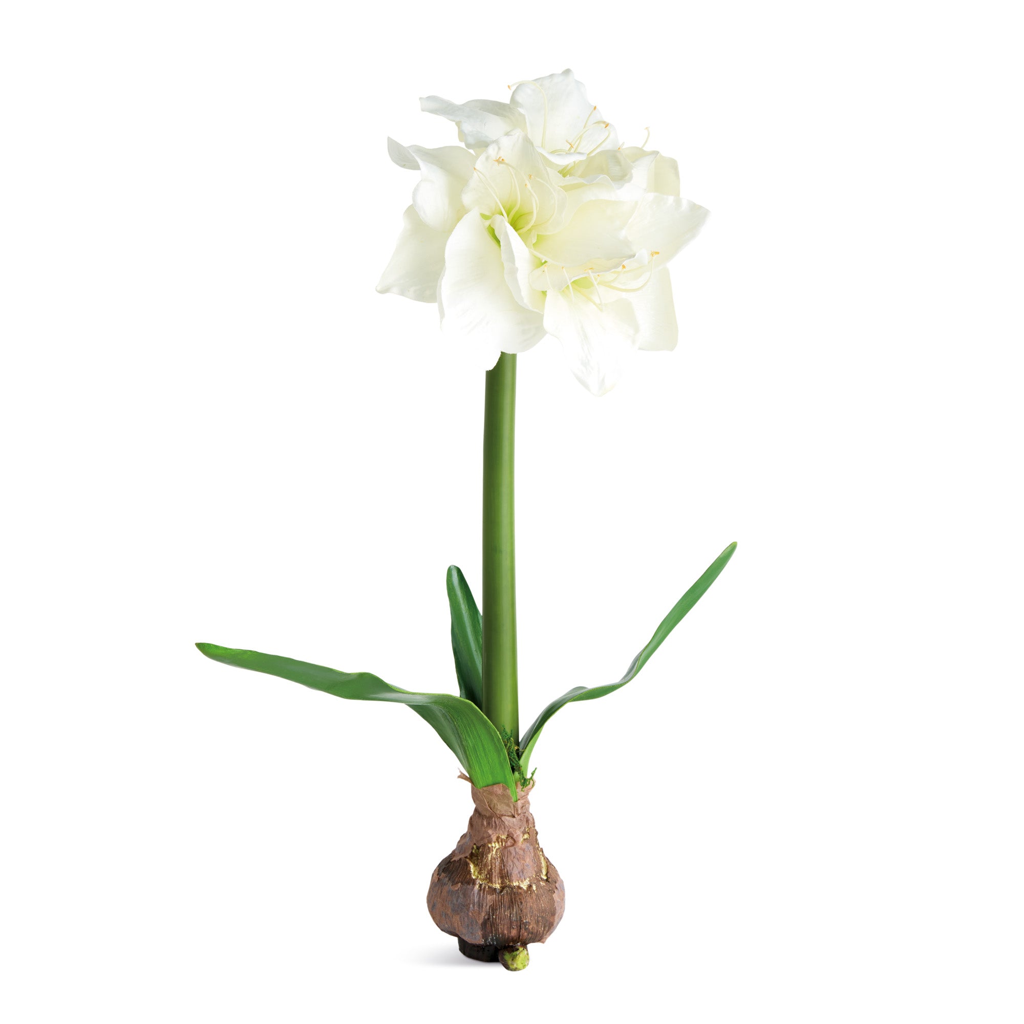 Amaryllis Bulb St/2