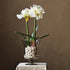 Amaryllis Bulb St/2 - View 6