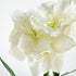 Amaryllis Bulb St/2 - View 5