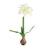 Amaryllis Bulb St/2