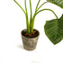 ALOCASIA POTTED 42" - view 3