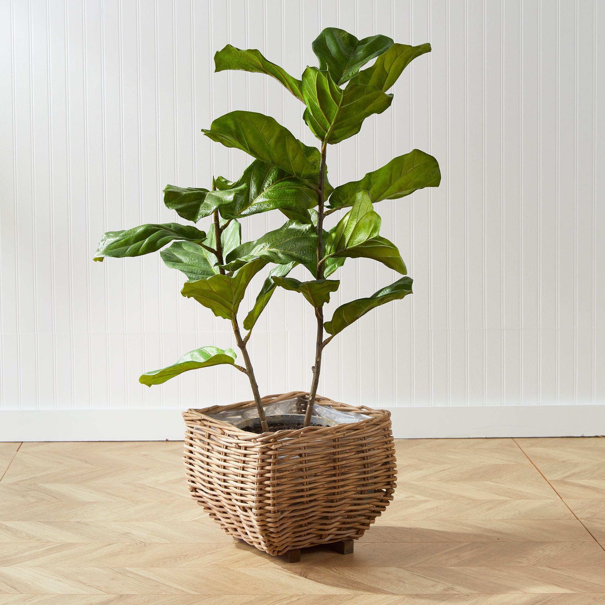 FIDDLE LEAF FIG POTTED 43" - view 6