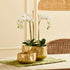 Amelia Cachepots, Set Of 2 - View 4