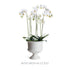 MIRABELLE DECORATIVE PEDESTAL BOWL LARGE - view 8