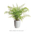 MIRABELLE SCALLOPED EDGE CACHEPOT - view 4