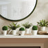 Mirabelle Mini Cachepots, Set Of 6 - View 10