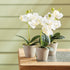 Mini Phalaenopsis 9" Potted, Set Of 12 - View 2