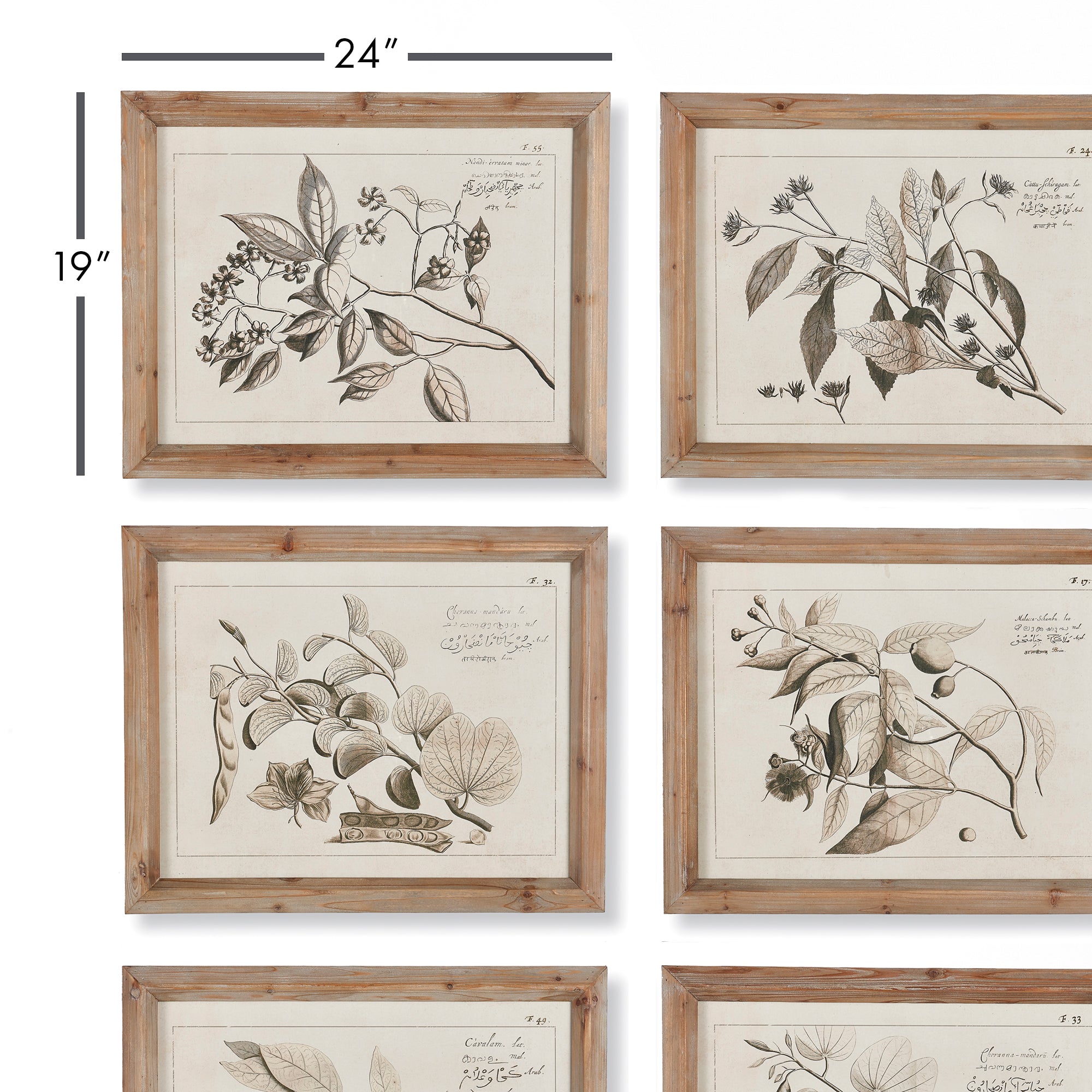 FRUIT BEARING BRANCH ILLUSTRATIONS, SET OF 6 - view 2