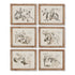 FRUIT BEARING BRANCH ILLUSTRATIONS, SET OF 6