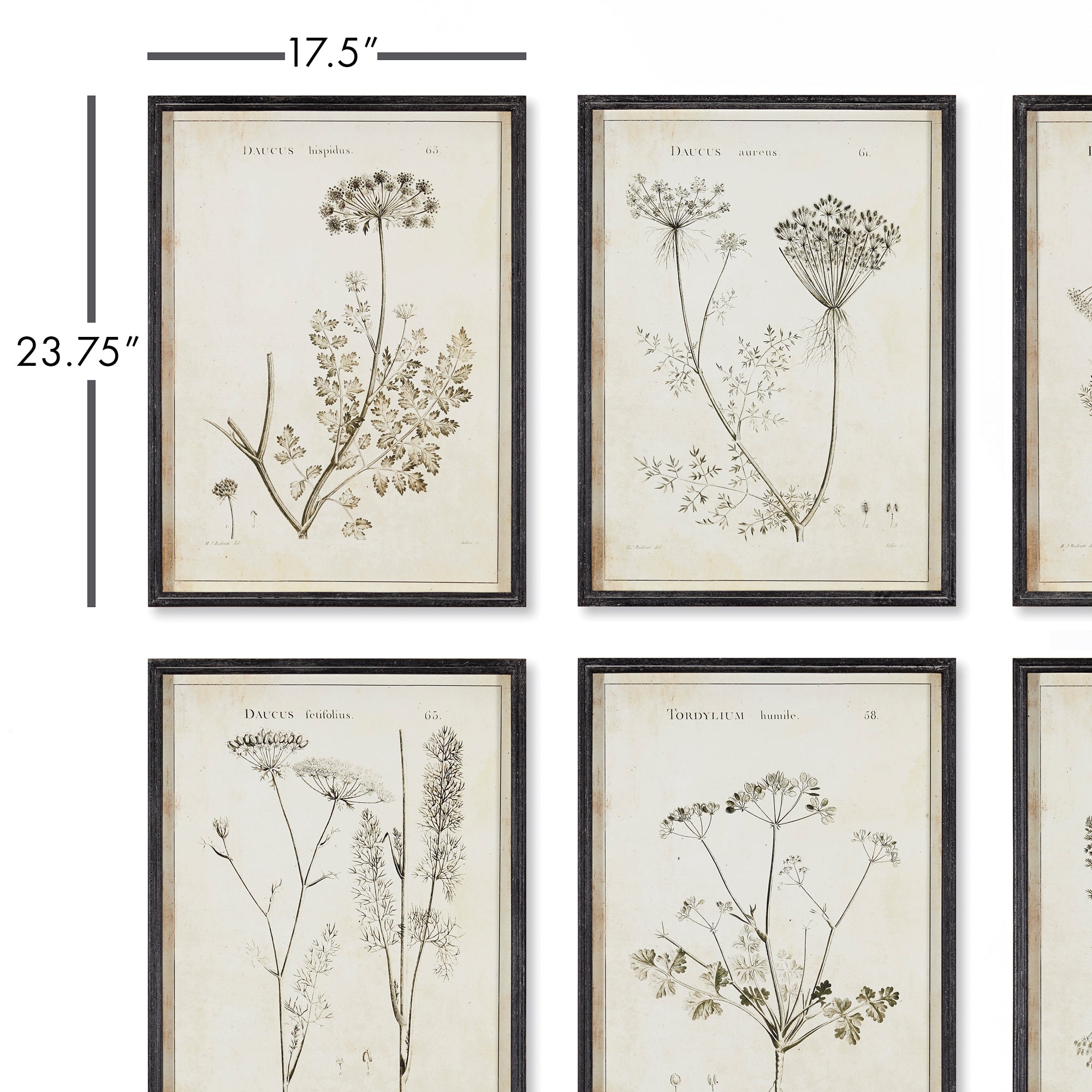 WILDFLOWER STUDY, SET OF 6 - view 2