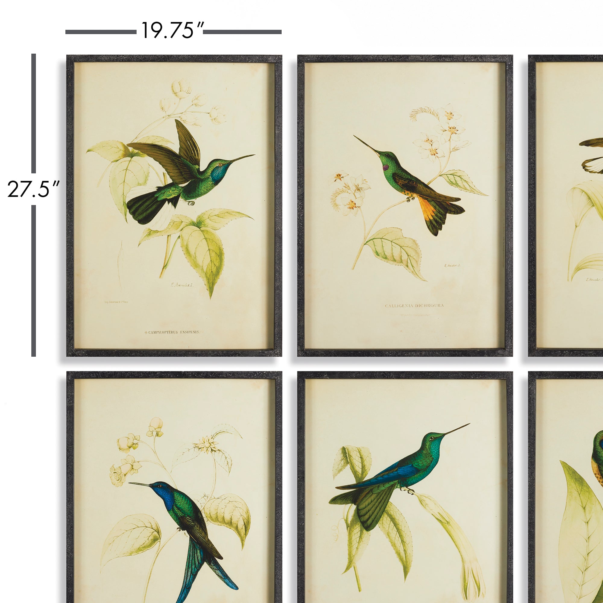 HUMMINGBIRD PRINTS, SET OF 6 - view 2