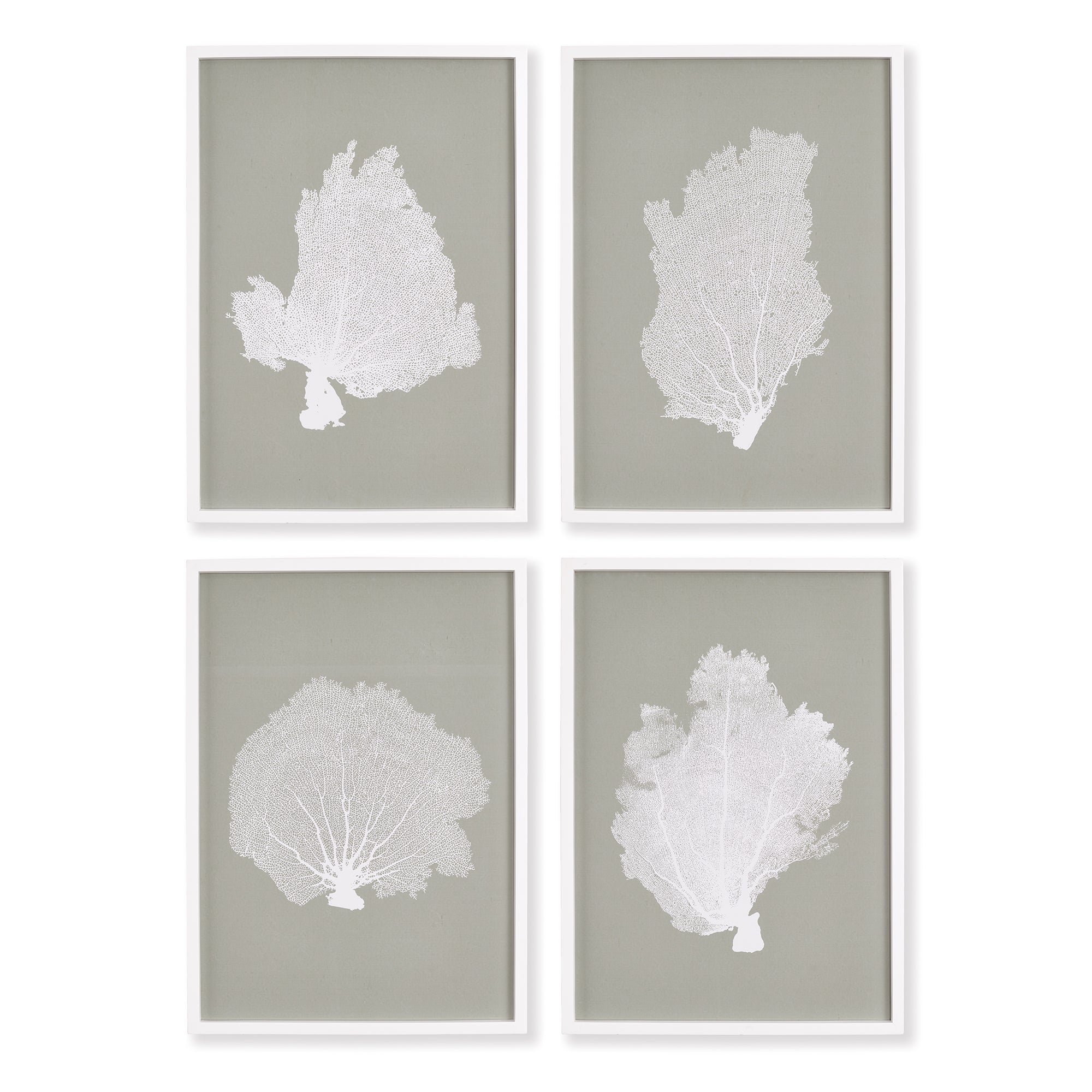 CORAL FANS STUDY, SET OF 4