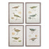 Coastal Birds Study, Set Of 4
