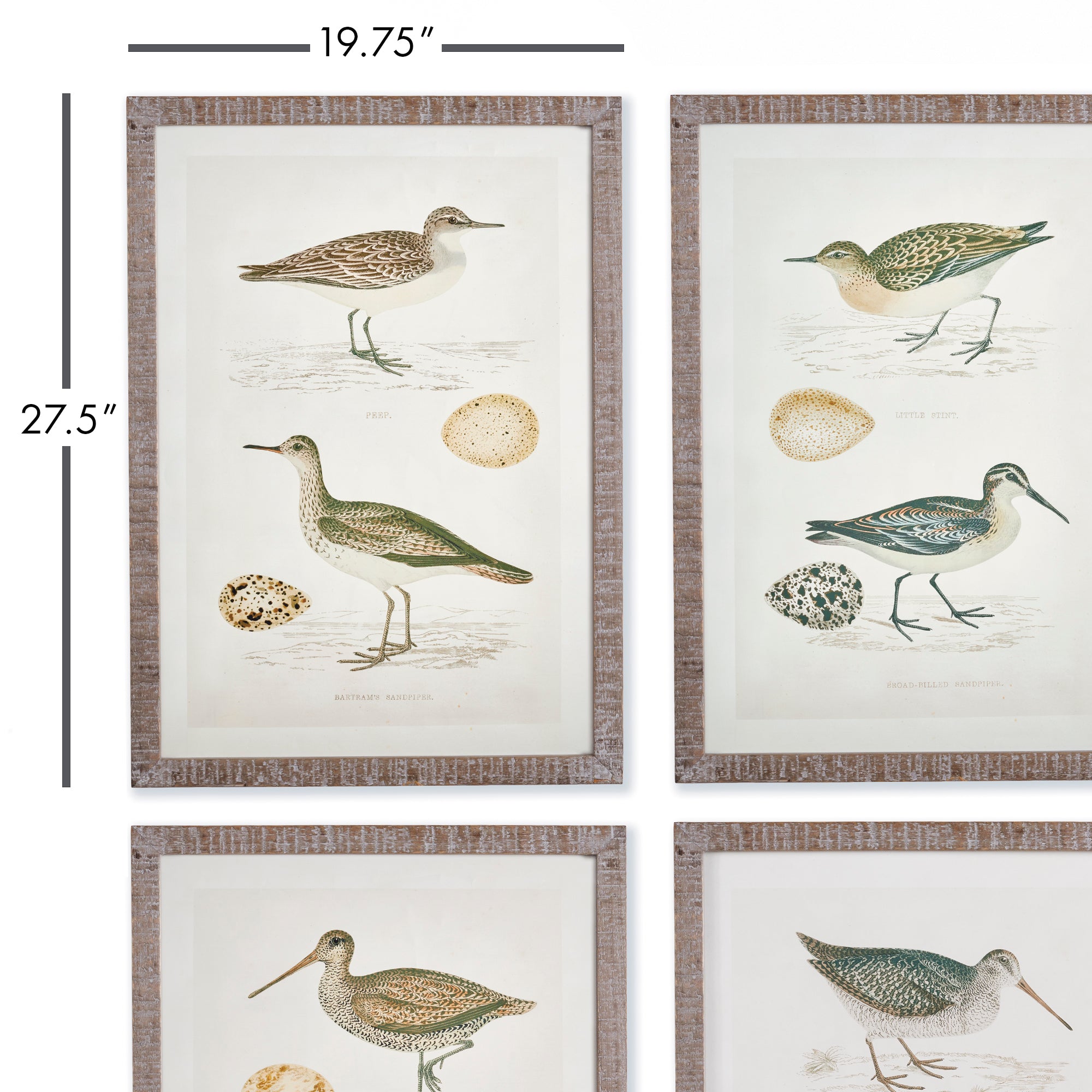 COASTAL BIRDS STUDY, SET OF 4 - view 2