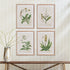 VINTAGE BOTANICAL STUDY, SET OF 4 - view 3