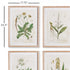 VINTAGE BOTANICAL STUDY, SET OF 4 - view 2