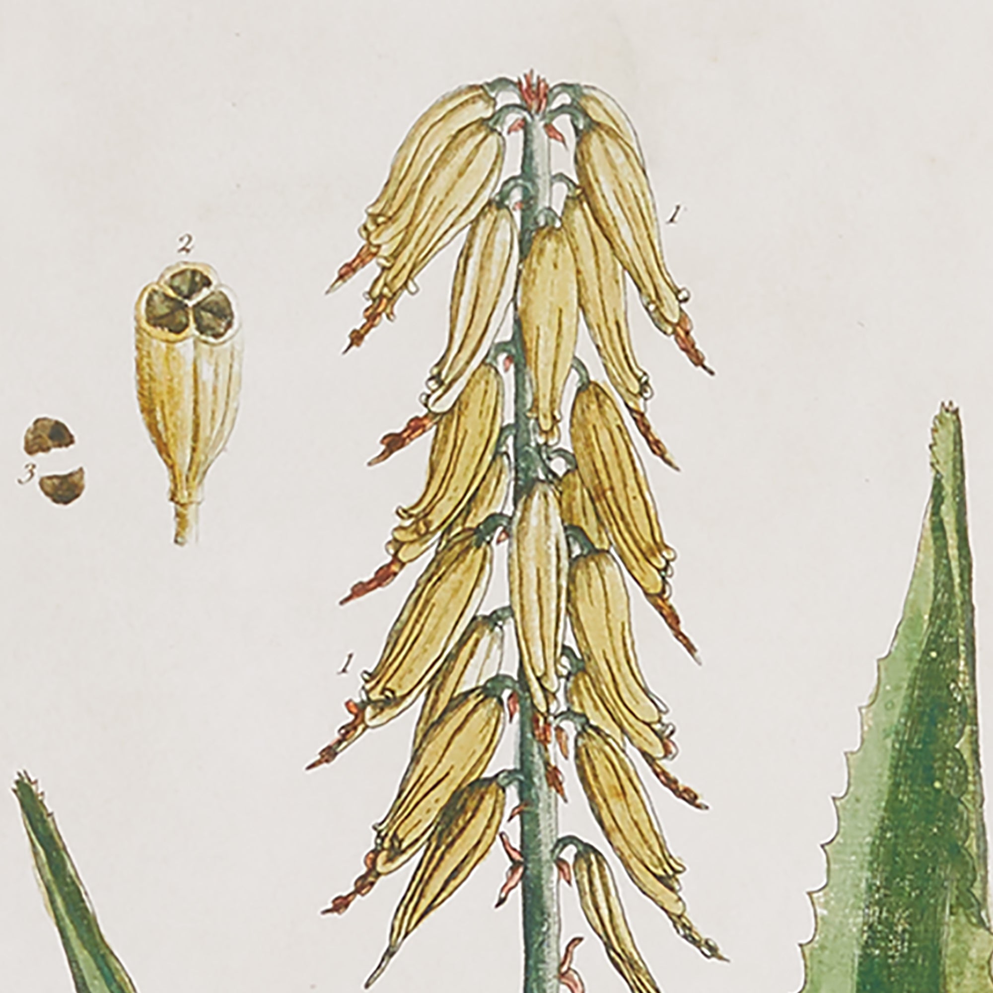 Vintage Botanical Study, Set Of 4 - View 5