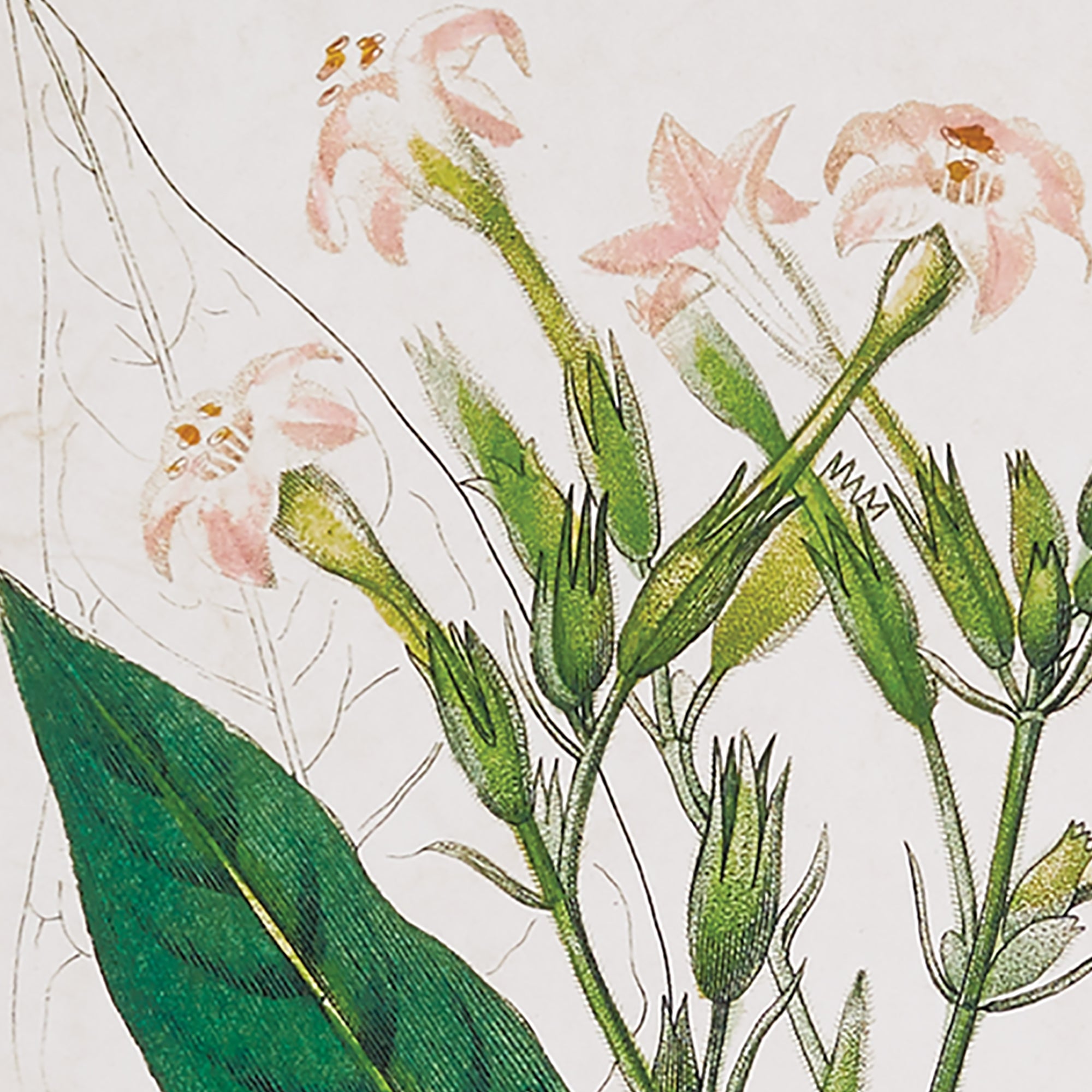 MEADOW BOTANICAL STUDY, SET OF 4 - view 5