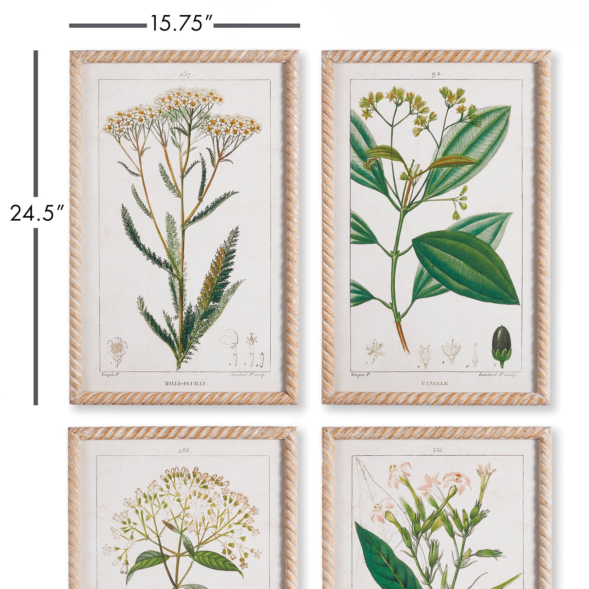 MEADOW BOTANICAL STUDY, SET OF 4 - view 2