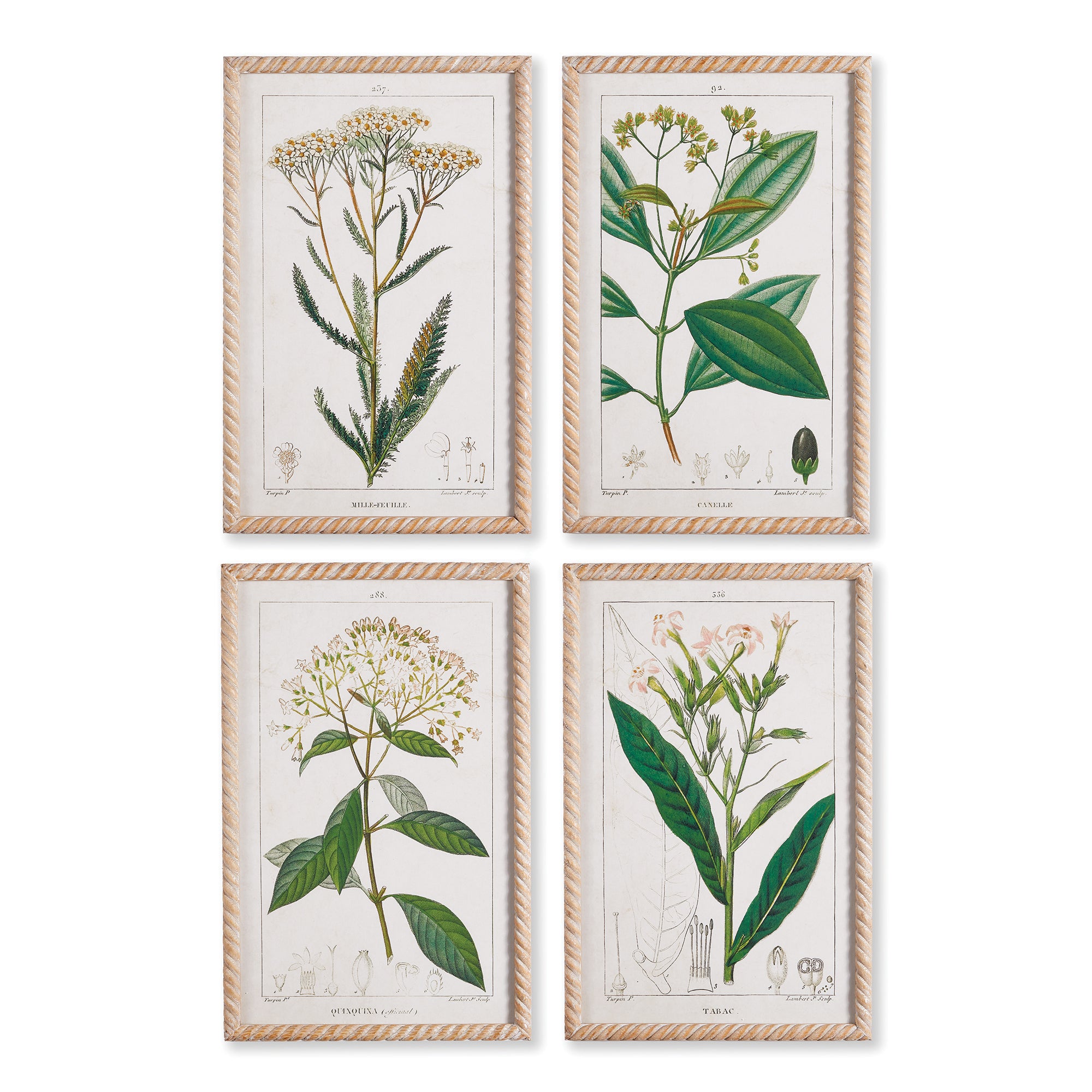 Meadow Botanical Study, Set Of 4