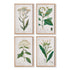 Meadow Botanical Study, Set Of 4