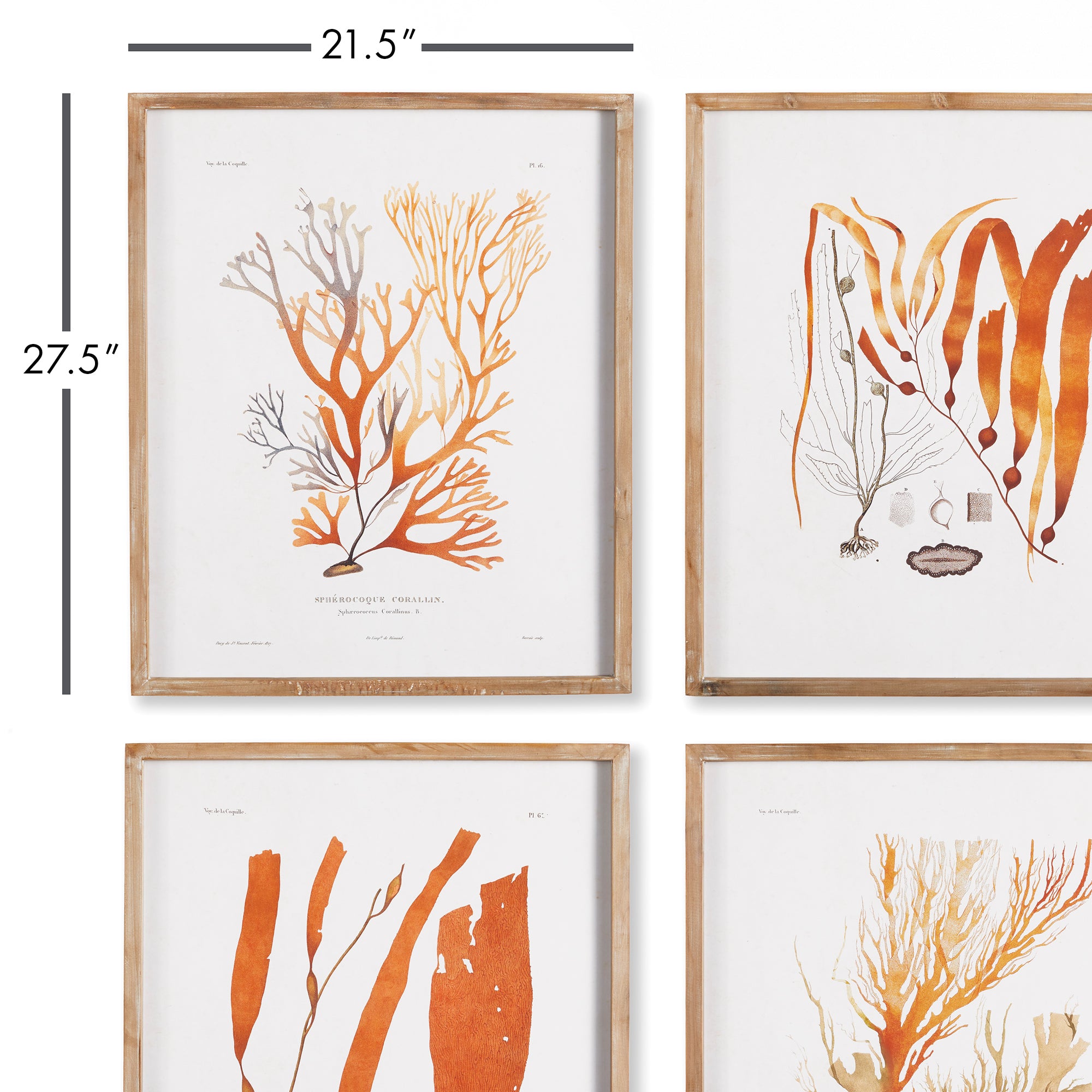 Coral Reef Study, Set Of 4 - View 2