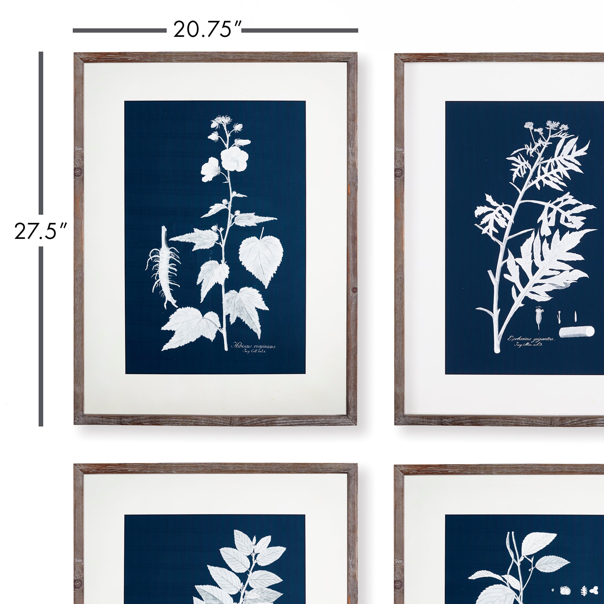 Cyano Botanical Leaf Study, Set Of 4 - View 2