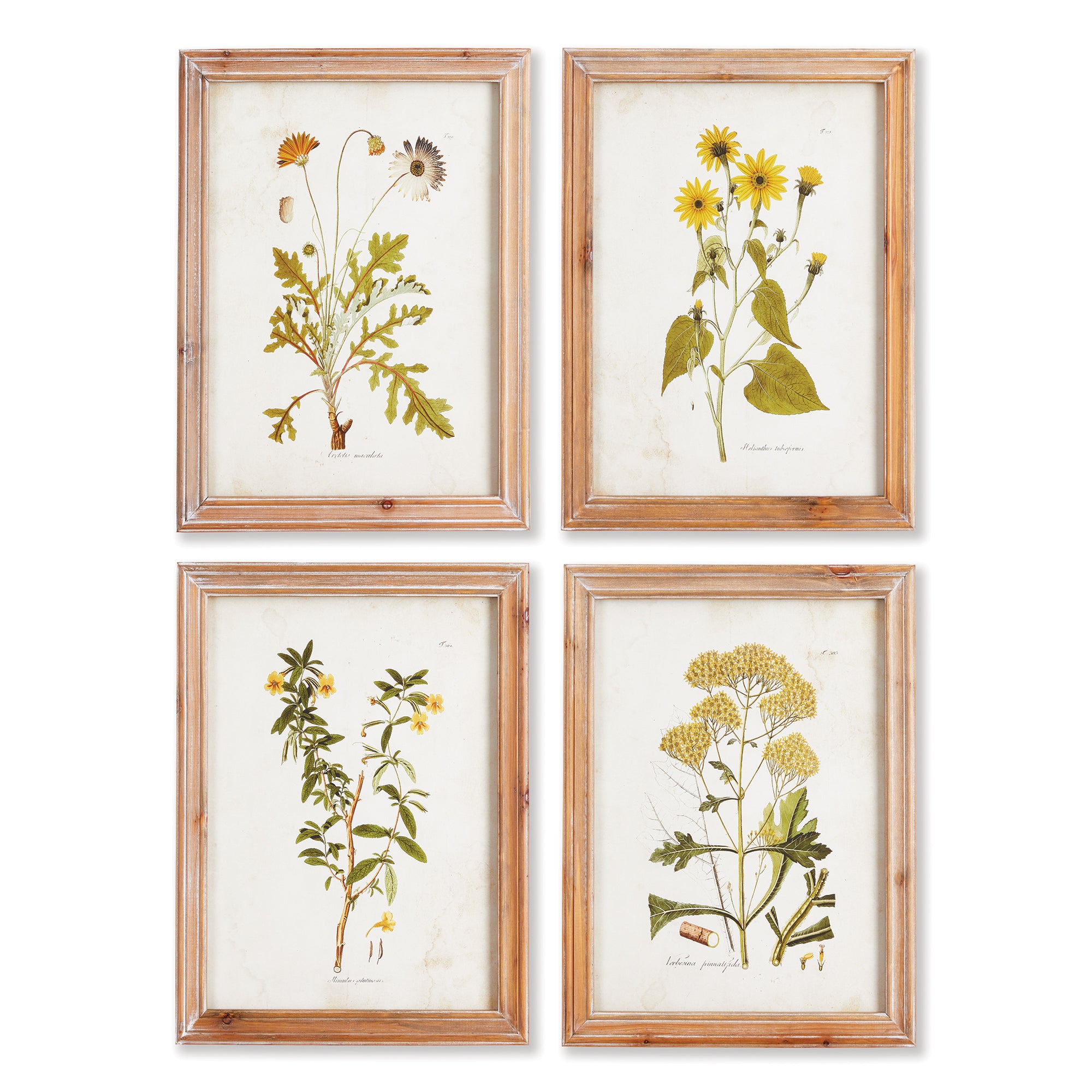 Golden Wildflower Study, Set Of 4