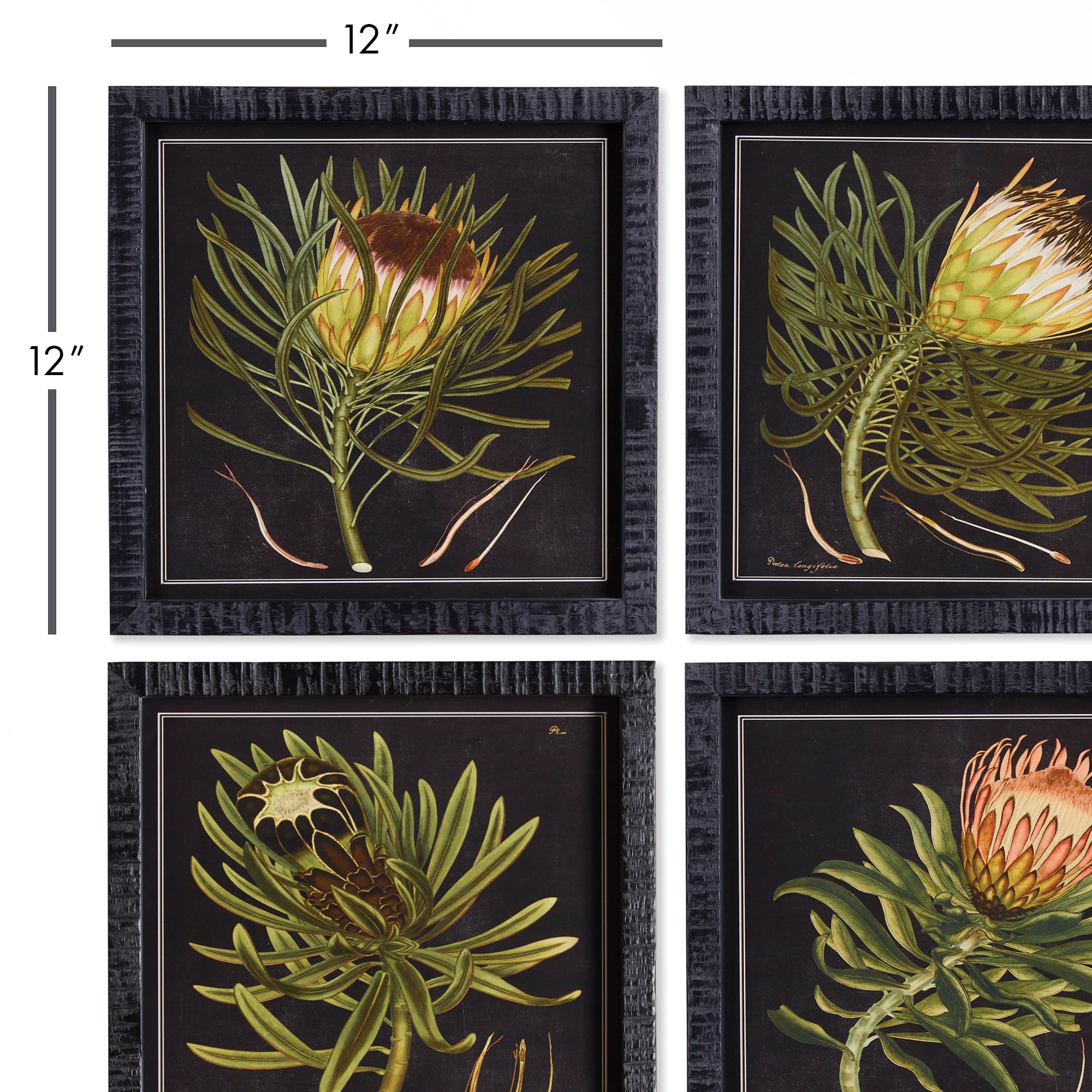 PROTEA PETITE PRINTS, SET OF 4 - view 3