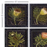 PROTEA PETITE PRINTS, SET OF 4 - view 3