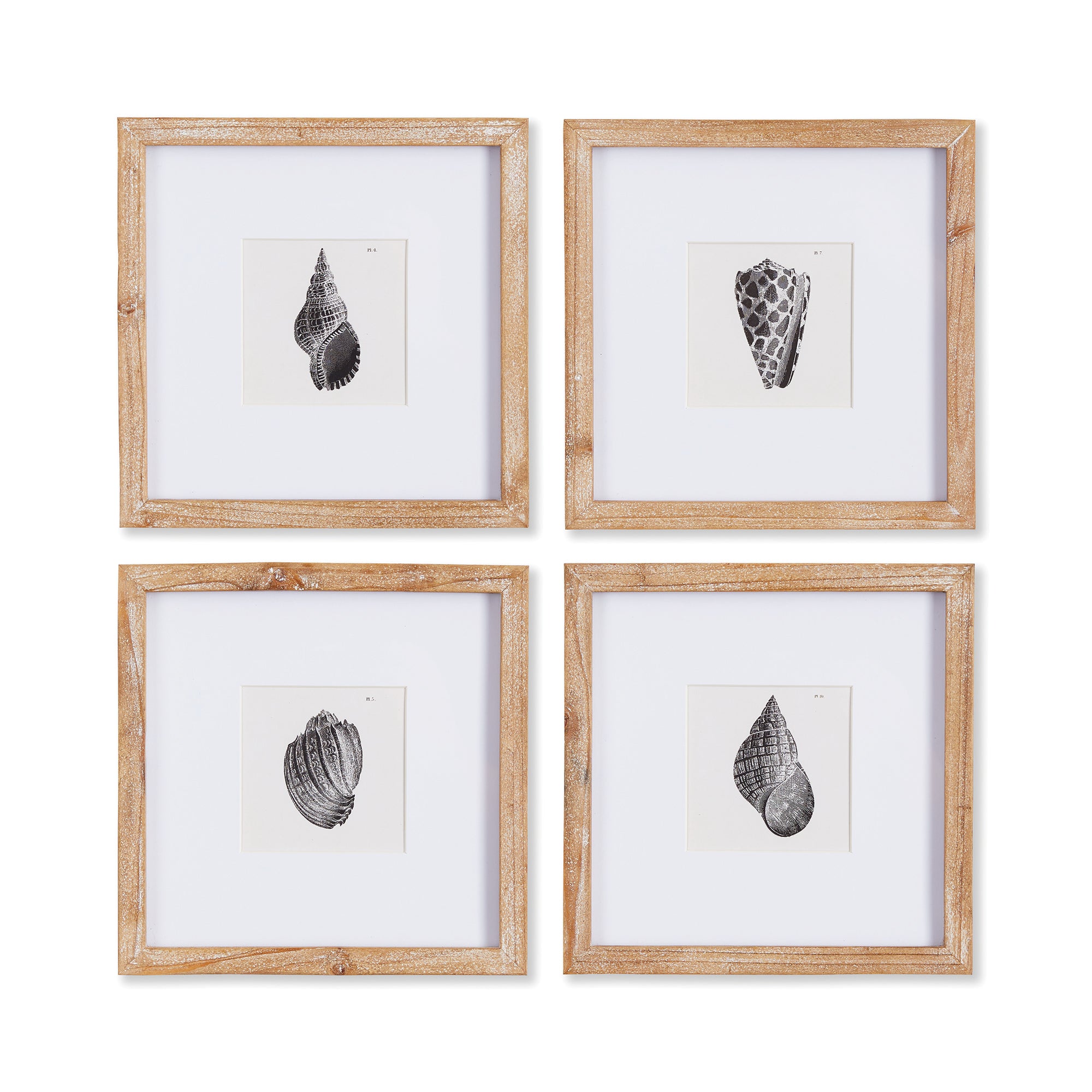 SEASHELL PETITE PRINTS, SET OF 4