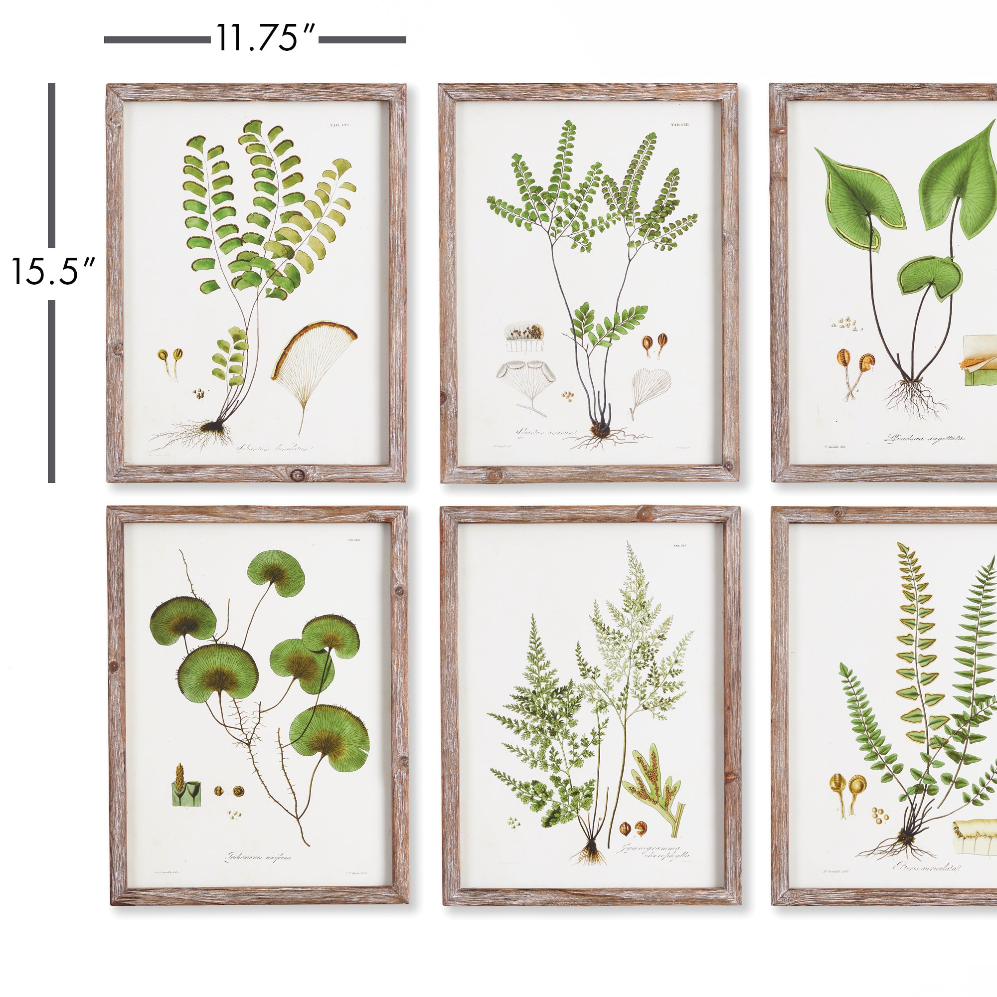 Shade Garden Study, Set Of 6 - View 3