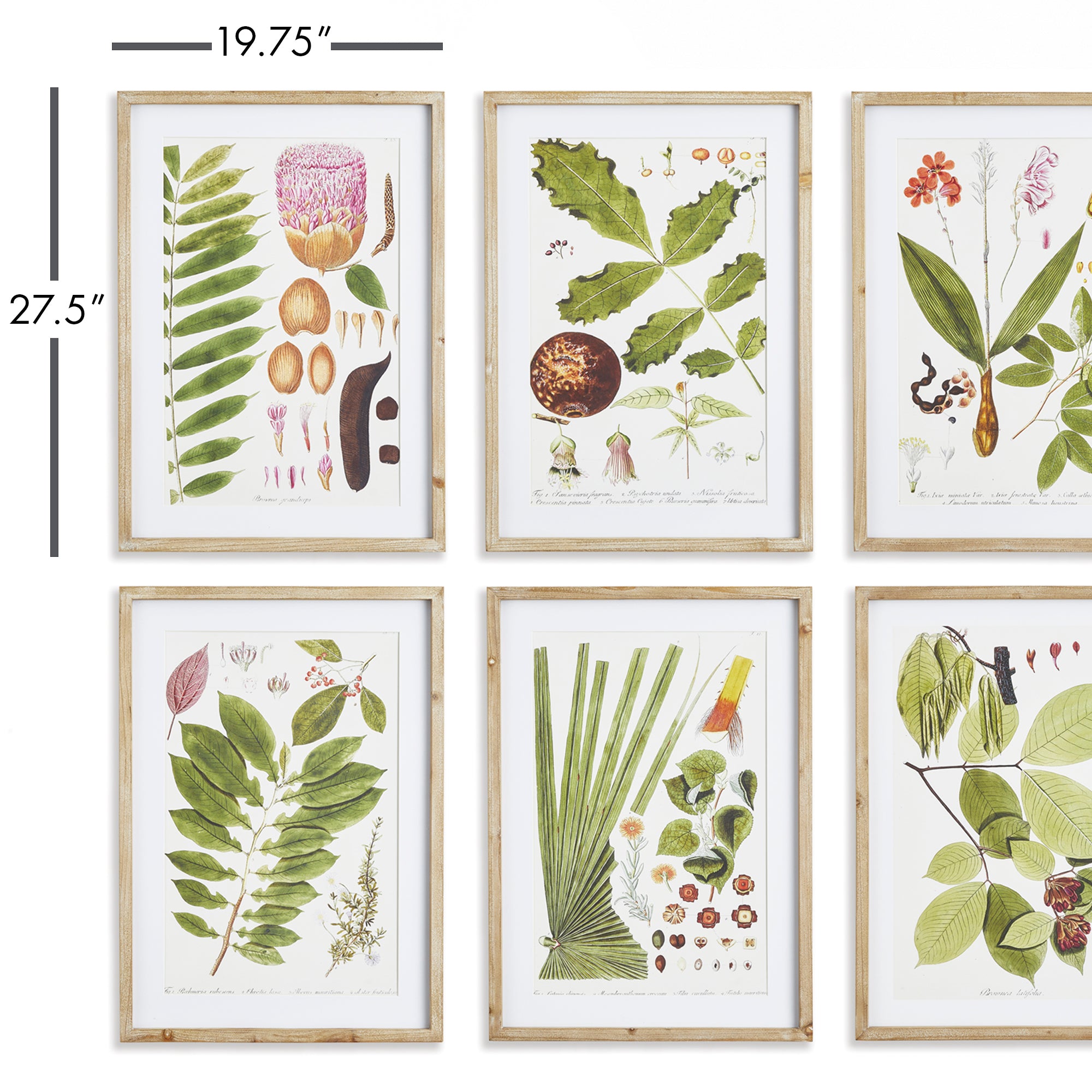 LEAF BOTANICAL STUDY, SET OF 6 - view 2