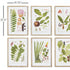 LEAF BOTANICAL STUDY, SET OF 6 - view 2
