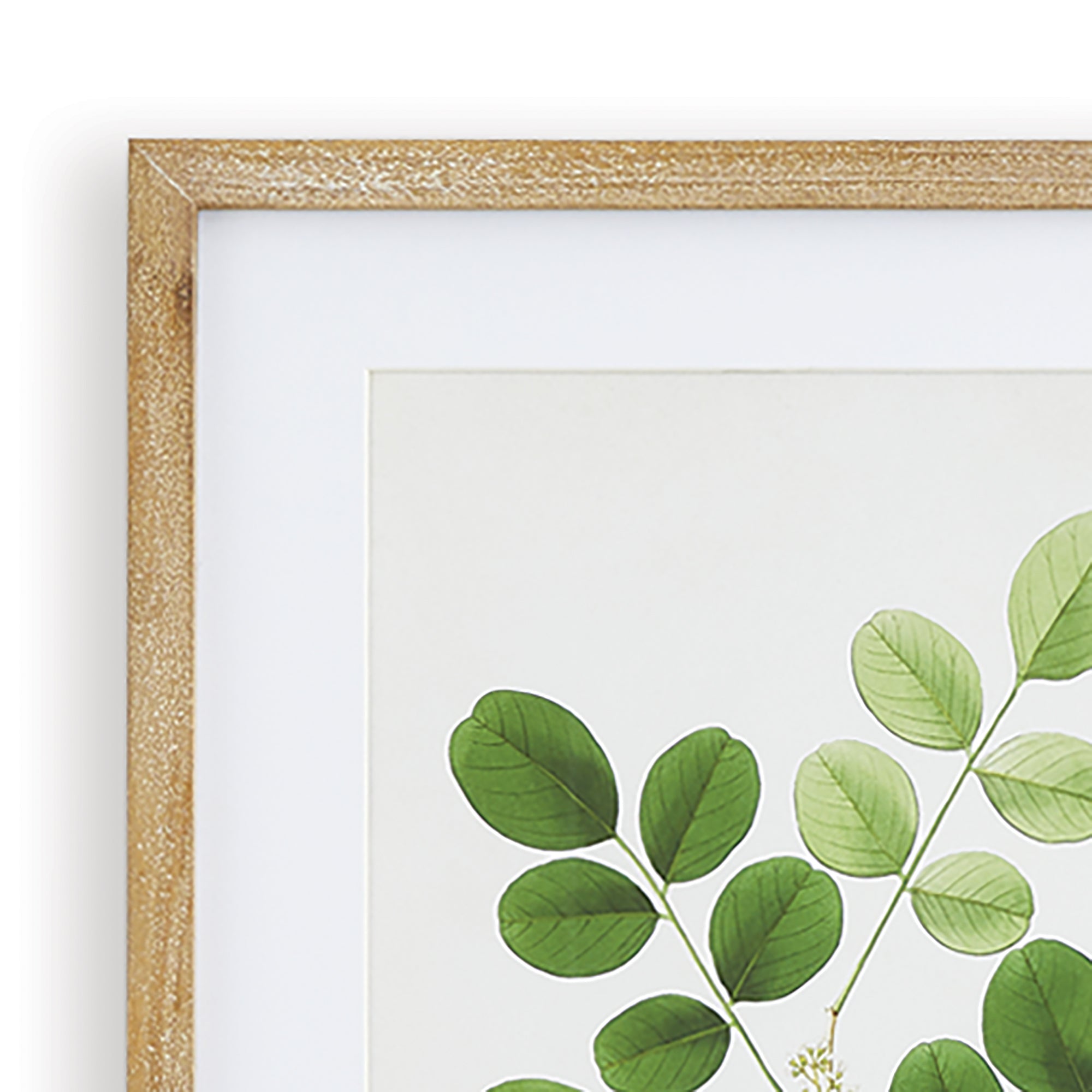 TREE LEAF STUDY, SET OF 6 - view 4